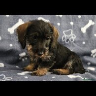 Dachshund (Standard &amp; Miniature) - Both