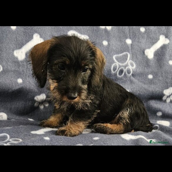Dachshund (Standard &amp; Miniature) - Both