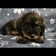 Dachshund (Standard &amp; Miniature) - Both