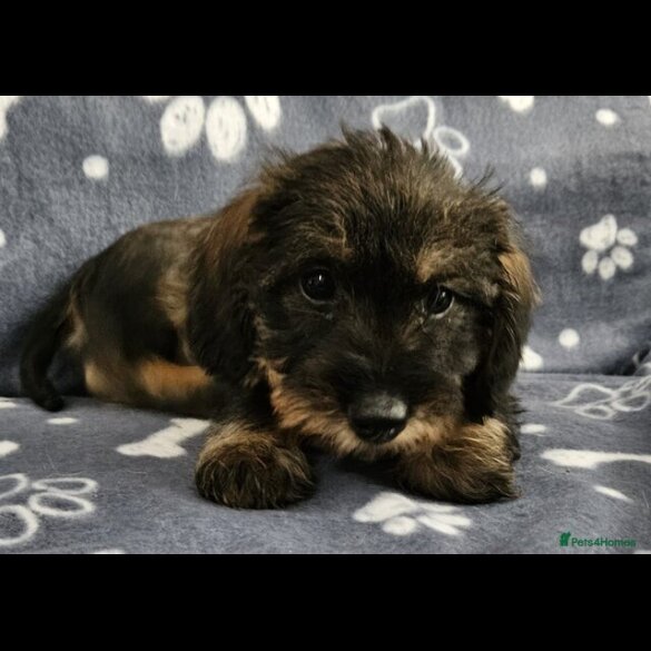 Dachshund (Standard &amp; Miniature) - Both