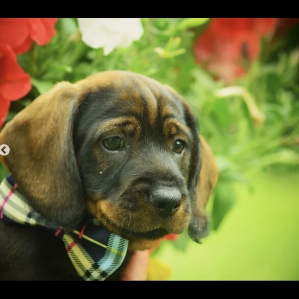 Dachshund (Standard &amp; Miniature) - Dogs