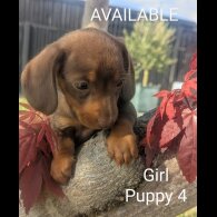 Dachshund (Standard &amp; Miniature) - Both