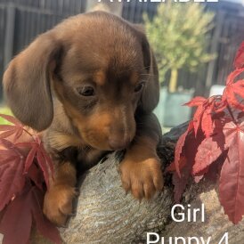 Dachshund (Standard &amp; Miniature) - Both
