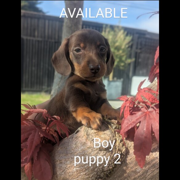 Dachshund (Standard &amp; Miniature) - Both