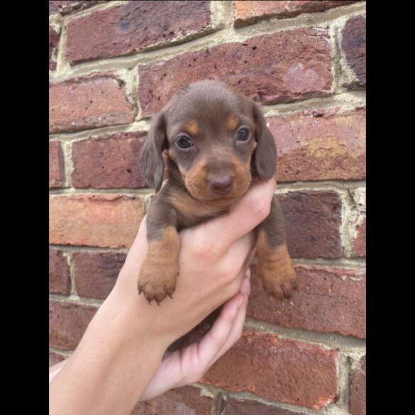 Dachshund (Standard &amp; Miniature) - Both