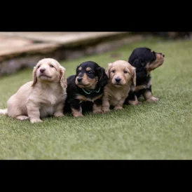 Dachshund (Standard &amp; Miniature) - Both