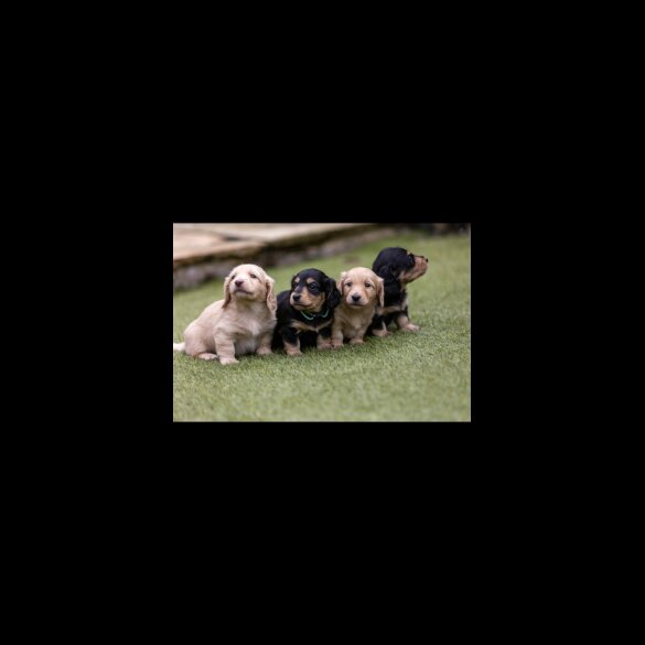 Dachshund (Standard &amp; Miniature) - Both