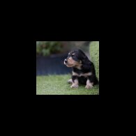 Dachshund (Standard &amp; Miniature) - Both