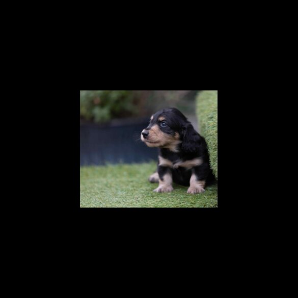 Dachshund (Standard &amp; Miniature) - Both