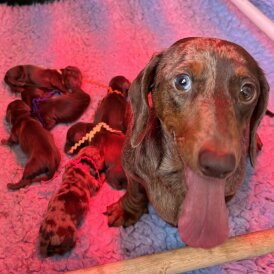 Dachshund (Standard &amp; Miniature) - Both