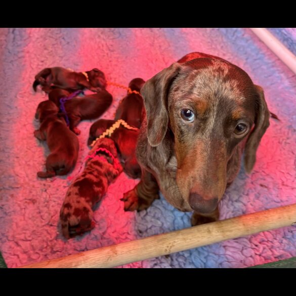 Dachshund (Standard &amp; Miniature) - Both