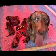 Dachshund (Standard &amp; Miniature) - Both