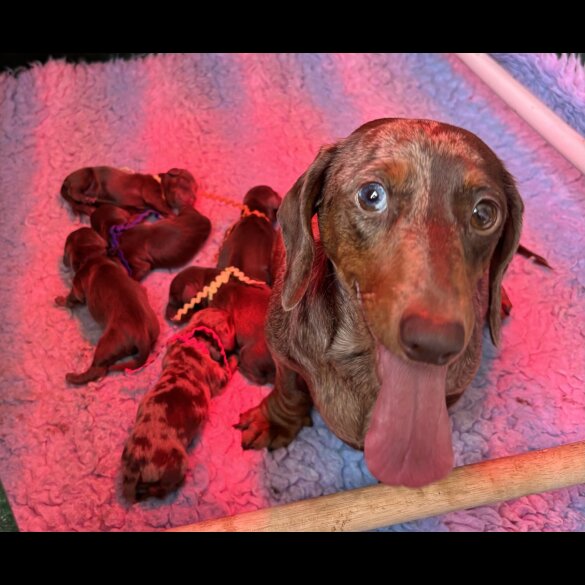 Dachshund (Standard &amp; Miniature) - Both