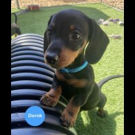 Dachshund (Standard &amp; Miniature) - Both