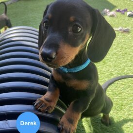Dachshund (Standard &amp; Miniature) - Both