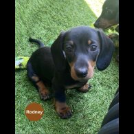 Dachshund (Standard &amp; Miniature) - Both