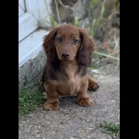 Dachshund (Standard &amp; Miniature) - Both