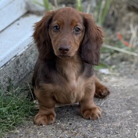 Dachshund (Standard &amp; Miniature) - Both