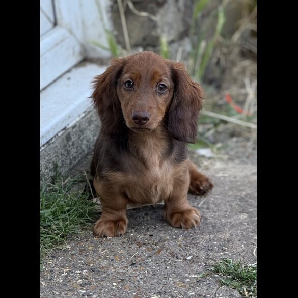 Dachshund (Standard &amp; Miniature) - Both