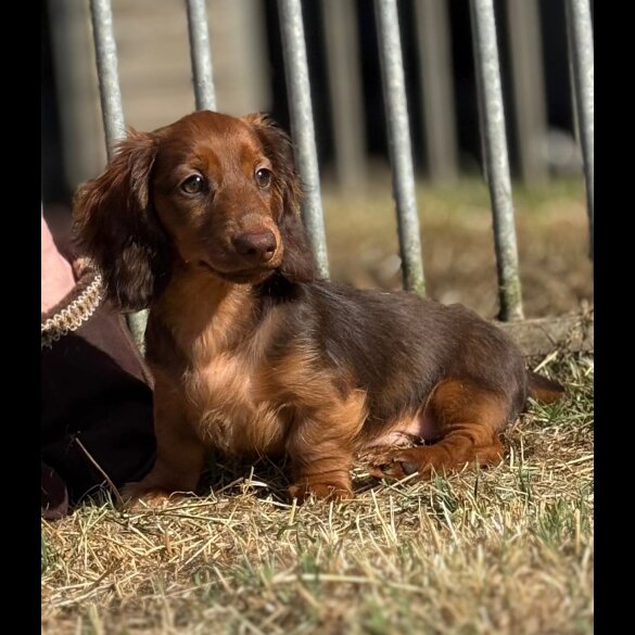 Dachshund (Standard &amp; Miniature) - Both