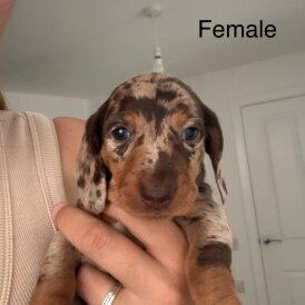 Dachshund (Standard &amp; Miniature) - Both