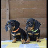 Dachshund (Standard &amp; Miniature) - Both