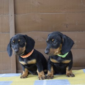 Dachshund (Standard &amp; Miniature) - Both