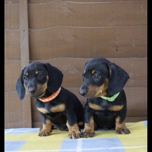 Dachshund (Standard &amp; Miniature) - Both