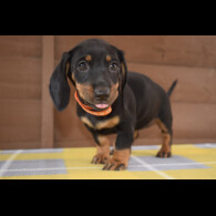 Dachshund (Standard &amp; Miniature) - Both