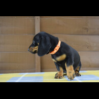 Dachshund (Standard &amp; Miniature) - Both