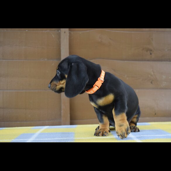 Dachshund (Standard &amp; Miniature) - Both