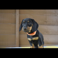 Dachshund (Standard &amp; Miniature) - Both