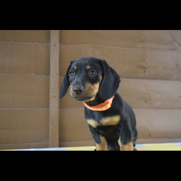 Dachshund (Standard &amp; Miniature) - Both