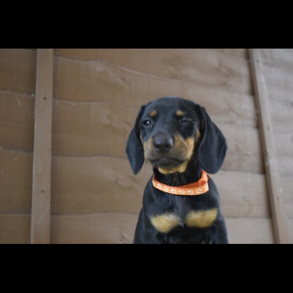 Dachshund (Standard &amp; Miniature) - Both