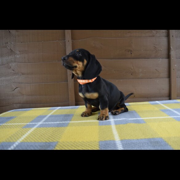 Dachshund (Standard &amp; Miniature) - Both