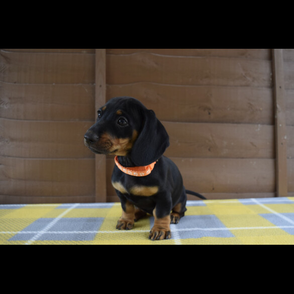 Dachshund (Standard &amp; Miniature) - Both