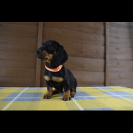 Dachshund (Standard &amp; Miniature) - Both