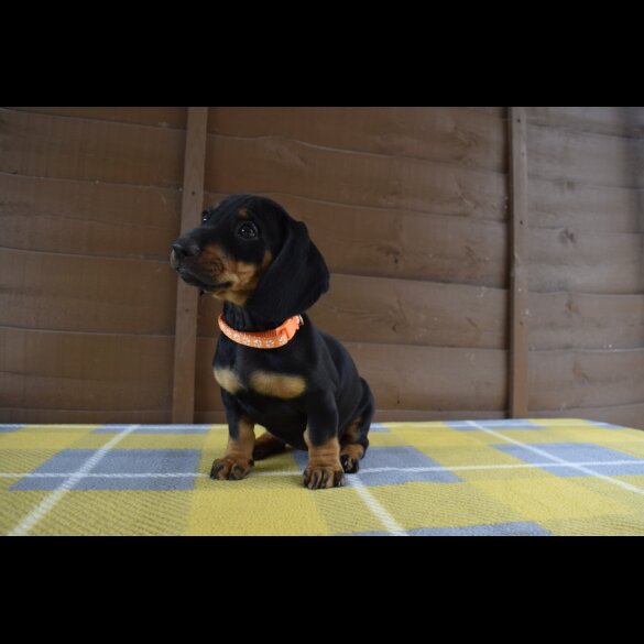 Dachshund (Standard &amp; Miniature) - Both