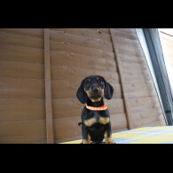 Dachshund (Standard &amp; Miniature) - Both