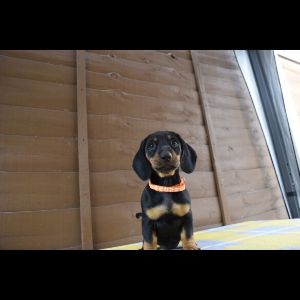 Dachshund (Standard &amp; Miniature) - Both