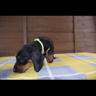 Dachshund (Standard &amp; Miniature) - Both