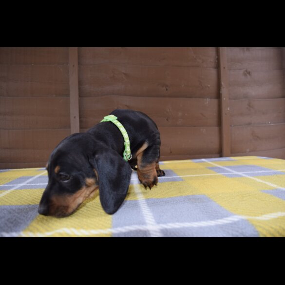 Dachshund (Standard &amp; Miniature) - Both