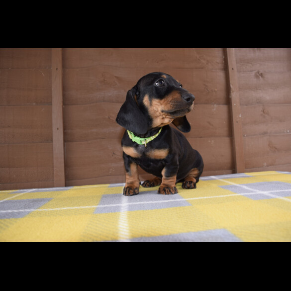 Dachshund (Standard &amp; Miniature) - Both