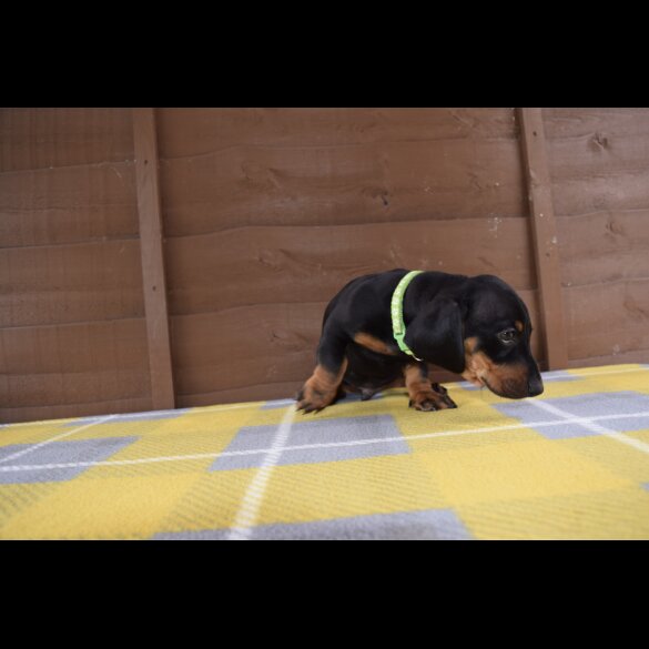 Dachshund (Standard &amp; Miniature) - Both