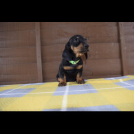 Dachshund (Standard &amp; Miniature) - Both