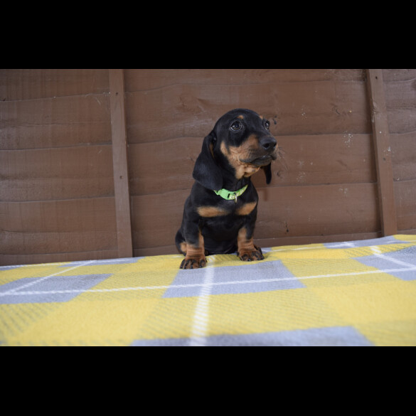 Dachshund (Standard &amp; Miniature) - Both