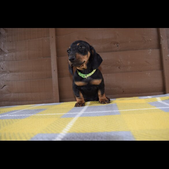 Dachshund (Standard &amp; Miniature) - Both