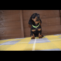 Dachshund (Standard &amp; Miniature) - Both