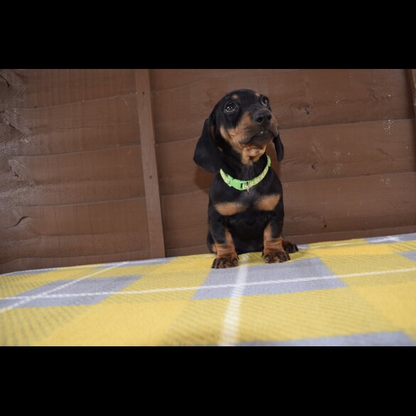 Dachshund (Standard &amp; Miniature) - Both