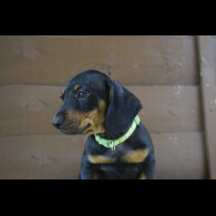 Dachshund (Standard &amp; Miniature) - Both